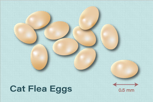 flea eggs