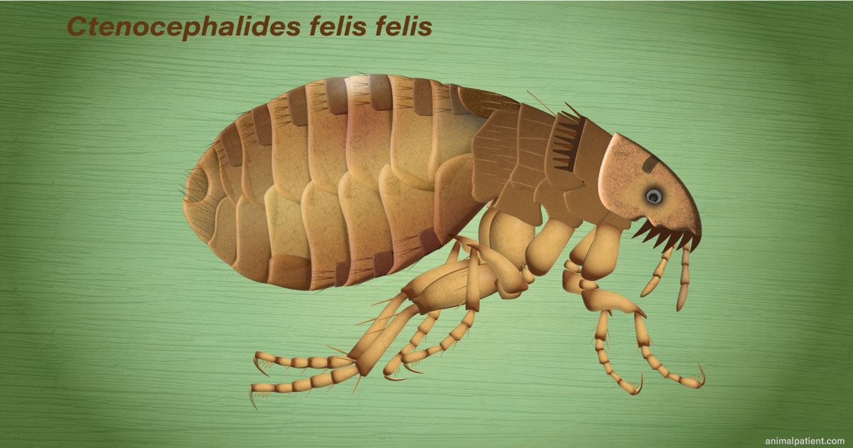 Adult Fleas Infesting Dogs Cats Biology And Control Adult Fleas Infesting Dogs Cats Biology And Control