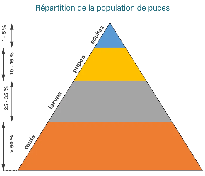 répartition de la population des différents stades du cycle de vie de la puce du choisissant