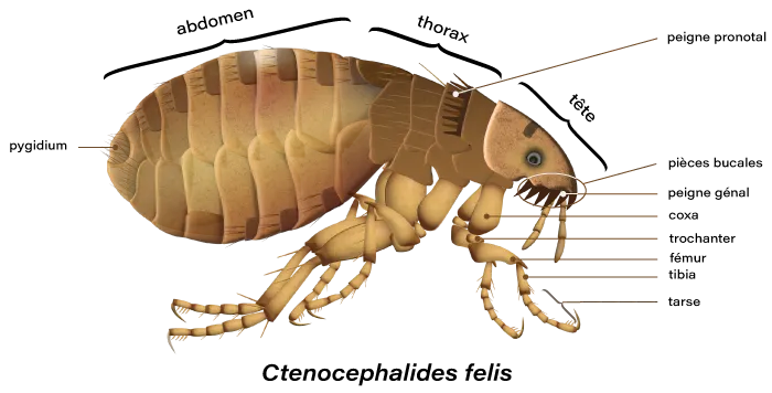 les différentes parties d'une puce du chat