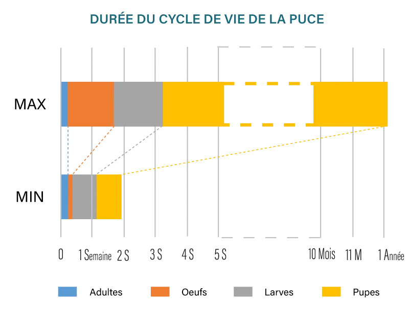 durées maximum et minimum des différents stades du cycle de vie de la puce du chat