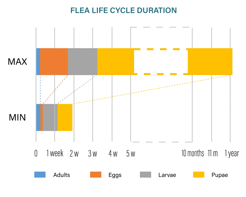 the max and min durations of each stage of the flea life cycle