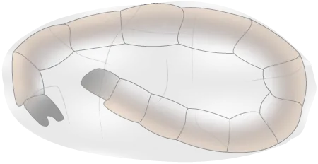 larve de puce pliée en deux dans son cocon