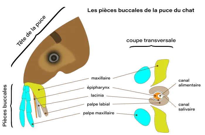 pieces buccales de la puce du chat et du chien, de type piqueur-suceur