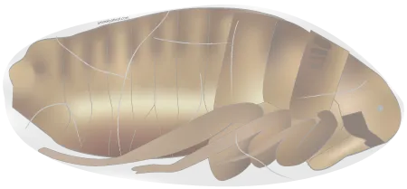 puce adulte prête à emerger de son cocon