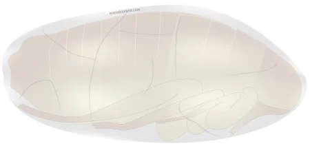 pupe de puce pendant sa métamorphose