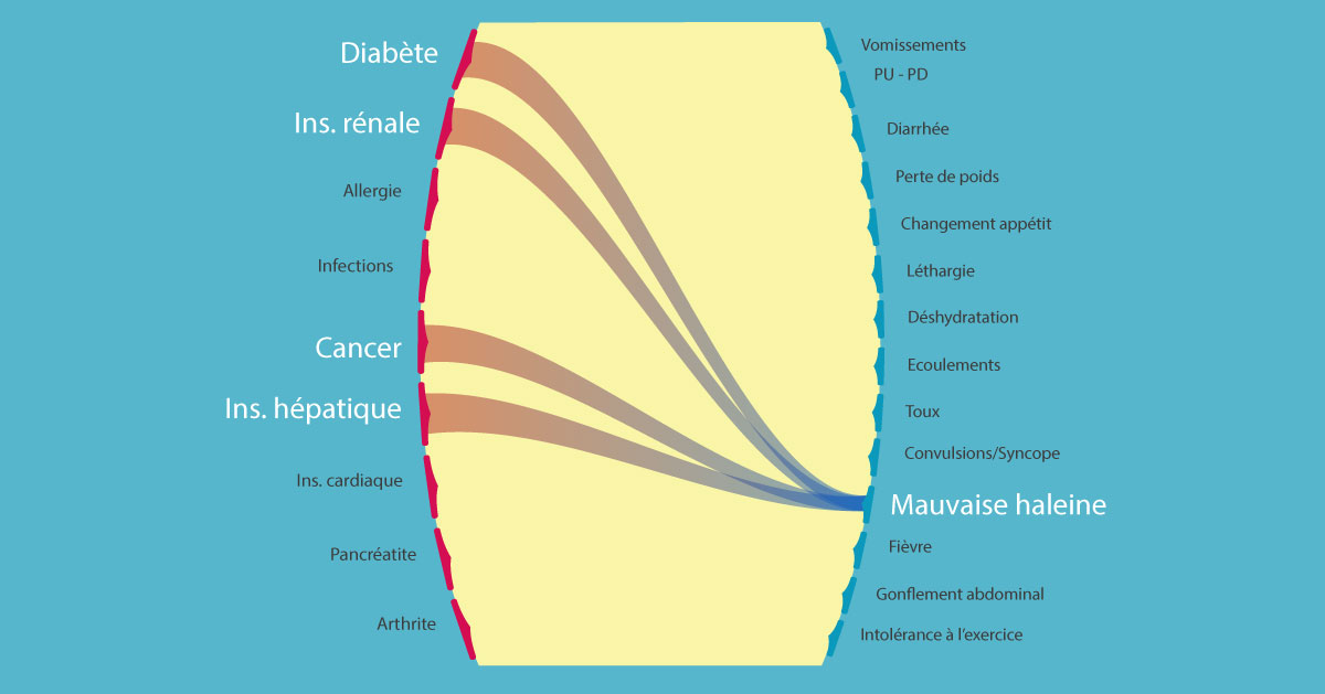 Verificateur De Symptomes Pour Chiens Et Chats